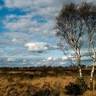 Bettisfield Moss