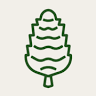 The Pine Cone