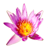 The Wild Flower Grill