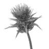 Thistle in the Woods