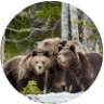 Three Bears RV Park