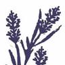 Lavender plants Bartus Sándor primary producers