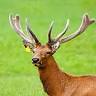 Tobins Royal Stag Velvet Antler