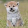 柴犬ハウス・さいとう