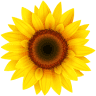 Tonja Sunflower-Dyqan Lulesh