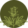 Top Health Cann