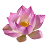 Tranquil Haven SPA LLC