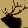 Trophy Ranch