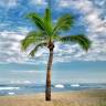 Tropical Escape Sarasota, Real Florida Up Close!