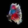 Tropical Lagoon Aquarium