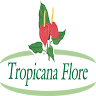 Pépinière Tropicana Flore