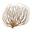 Tumbleweed Trail