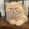 Whiskers Cat ねこのひげ