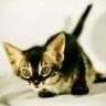 Typhast Cats