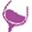 Vinfinpascher