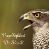 Vogelkijkhut De Havik