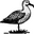 The Wandering Albatross