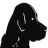 Waterdogs Plumbing