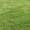 Western Plains Turf