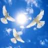 White Dove Release Melbourne