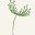 Wild Bloom - dried flowers - gift & decoration