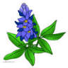 Wildflower Animal Hospital