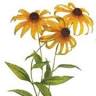 Wildflowers Salon & Spa