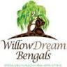 Willow Dream Bengals