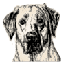 Wiscoy For Animals
