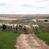 Woolaringa Meats