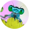 1st Choice Pest Control