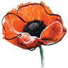 Alma Florists Ltd