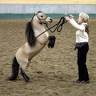A and B Ranch Miniature Therapy horses