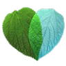 Accounting Heart Pty Ltd