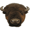 Adirondack Buffalo Co