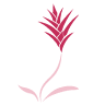 Aechmea design