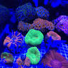 All About Fish