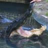 St. Augustine Alligator Farm Zoological Park