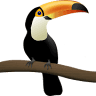 Amazon Forest Tours