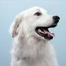 Animal Chiropractic Services