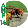 ANF 14 - Entreprise de dératisation et désinsectisation anti-nuisible - Calvados Normandie