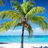Antsman Tours Jamaica
