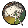 Appaloosa Painting Co