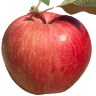 Apple Holler