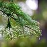 Arbor Master Tree Service Inc