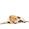 art13jenn