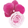 Au Quai des fleurs