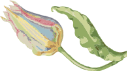 Ave del Paraíso