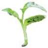 Back to Nature Lawn and Landscape, Inc.