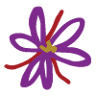 Backyard Saffron